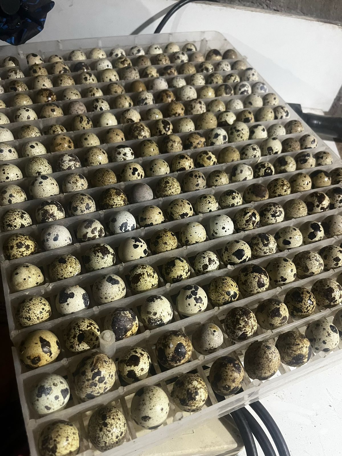 ovos de codorna
